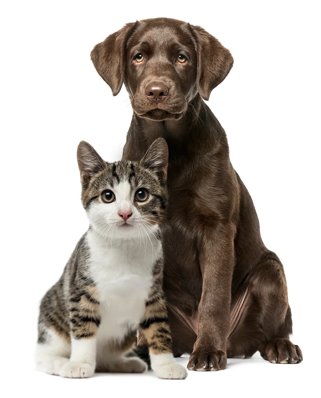 bigstock-Puppy-Labrador-Retriever-sitti-265155697.webp