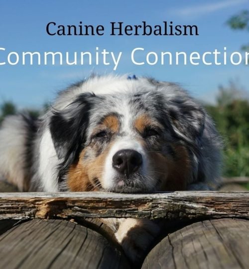 Dogs-are-individuals-by-canine-herbalist-rita-hogan.jpg